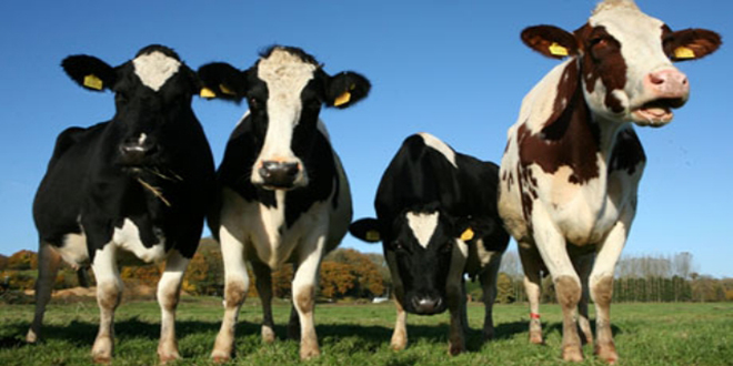 KONYA SÜT ENDÜSTRİSİ-2015