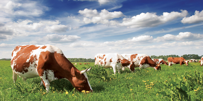 Anadolu Expo Süt Hayvanları-2015