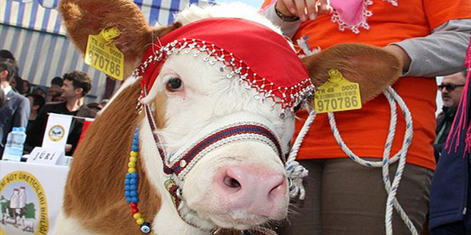 Muğla Gıda, Tarım ve Hayvancılık -2016