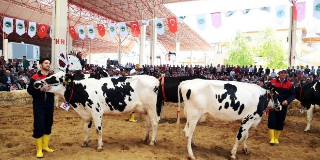 Teke Yöresi Hayvancılık-2017