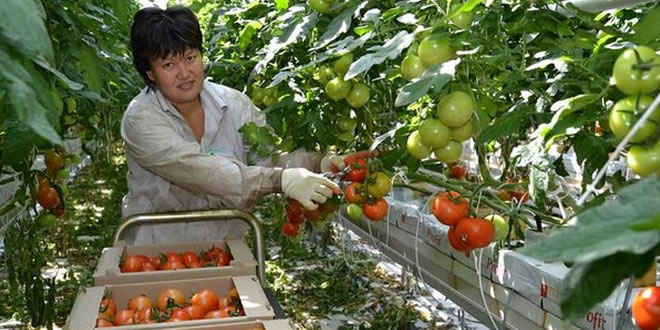 GREENHOUSES KAZAKISTAN