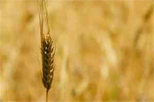 Gap Çiftçisi, Arpada Umduğunu Bulamadı