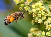 İşte Arı ölümlerinin nedeni