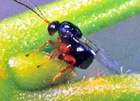 Türkiye`de `Gal Arısı` Alarmı