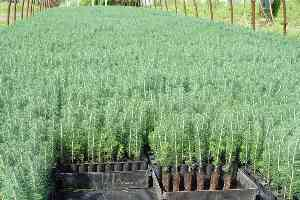 Fidan Üreticilerinin Beyanname Başvuru Süresi 31 Mayıs`ta Bitiyor