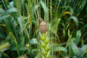 Güneydoğulu Çiftçilere `Süne` Uyarısı