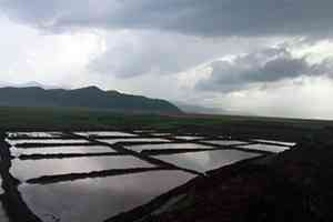 Güroymak`ta Çeltik Ekimine Başlandı