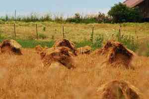 İlerlemenin Ölçütü, Buğdayın İnsanlar Yerine Hayvanlara Yedirilmesidir
