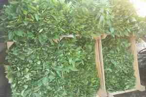 Kulp`ta Sebze Fideleri Pazarda Yerini Aldı