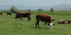 2. Uluslararası Katılımlı Kuraklık ve Çölleşme Sempozyumu