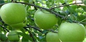 22. Yeşil İhsaniye Elma Festivali 12 Eylül`de Başlıyor