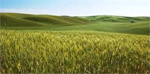 Adana`da en verimli tarım arazileri parçalanacak