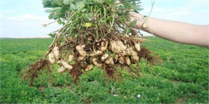 Adana`da Yer Fıstığı Hasadı Başladı