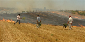 Anız Yüzünden Çok Sayıda Kişi Hastanelik Oldu
