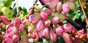 Turgutlu`daki Antep Fıstığı Deneme Üretimi, Üreticilere Umut Oldu