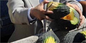 Araban kavunu, üreticisini sevindiriyor