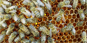 Muş`ta Arı Yetiştiricileri Bilgilendirildi