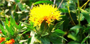 Aspir Çiftçinin Yüzünü Güldürdü