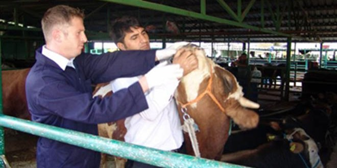 Ankara Tarım İl Müdürü Temel`den Kurban Uyarısı