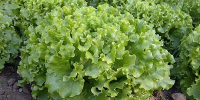 Bafra`dan Gürcistan`a Kıvırcık Marul