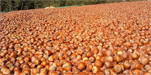 Fındık Ürününde Zirai Don Hasar Ödemeleri Başladı