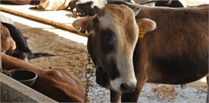 Yalova`da İnternetten Kurbanlık Satışı