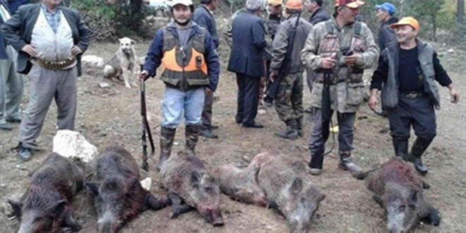 Avcılar, 2 Günde 11 Yaban Domuzu Avladı