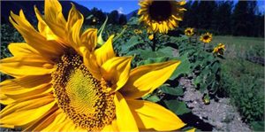 Edirne Ticaret Borsasında Ürün Fiyatları