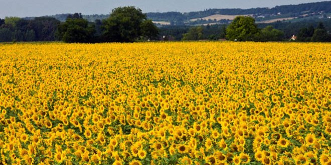 Yağlık Ayçiçeği Üretimi Dışa Bağımlılığı Azaltacak