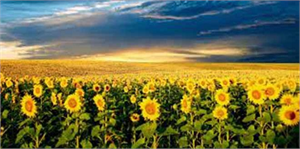 Tahıl Ambarı `Yağ Deposu` Oluyor