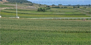 Bafra Ovası`nda Silajlık Mısır Ekiminde Düşüş