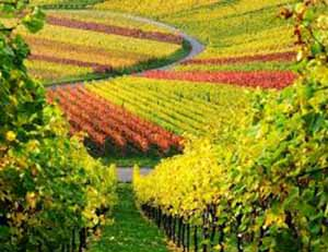 Bağcılıktaki Ar-Ge Çalışmalarıyla Üzüm İhracatı Arttı