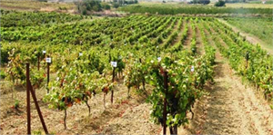 Ekinözü`ndeki Bağcılığı Geliştirme Projesi Meyve Vermeye Başladı