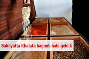 Bakliyatta ithalata bağımlı hale geldik