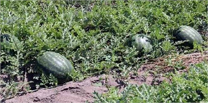 Bayburt`ta Kavun ve Karpuzu Hasadı Başladı