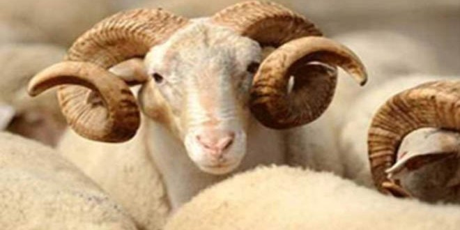 Bayram Sonrası Kırmızı Et Fiyatlarındaki Baskı Devam Edecek`