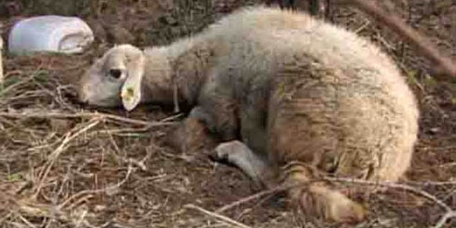 Kurban Bayramı Öncesi `Mavi Dil` Krizi