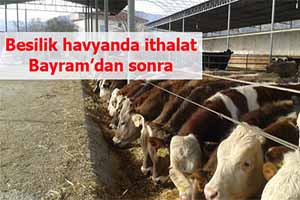 Besilik hayvanda ithalat, Bayram`dan sonra