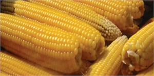 Buğdayda Üzülen Çukurova Çiftçisinin Yüzü Mısırla Güldü