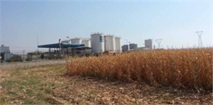 Mısır Tarlalarında Büyük Tehlike!