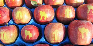 Çanakkale Logolu Elma Yetiştirdiler