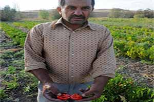 Yozgat`ta Çiftçi Yerli Tohuma Yöneldi