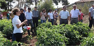 Çiftçiler Entegre Mücadeleyi Tarlada Öğreniyor