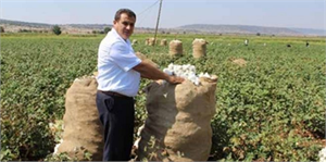 Çiftçiler, Pamuk İçin Umutlu