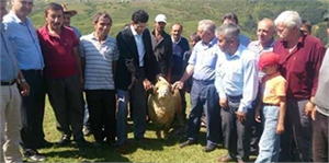 Çiftçilere Koyun Dağıtıldı
