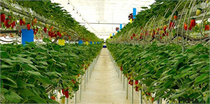 Topraksız Tarımla Gelirlerini 8`e Katladılar