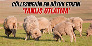 Çölleşmenin en büyük etkeni `otlatma`