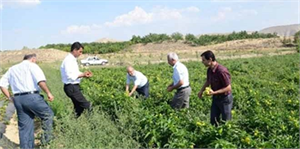 Darende`de Maçlama Sistemi Tuttu