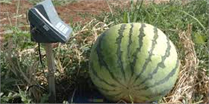 Diyarbakır`da Karpuz Festivali Başlıyor