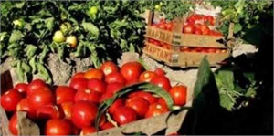 Domates Üreticisi `Son Turfanda` Umutlarını Rusya`ya Bağladı